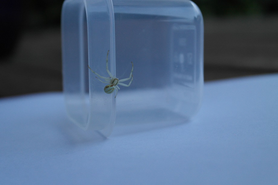 Misumena vatia - Bergamo (BG)